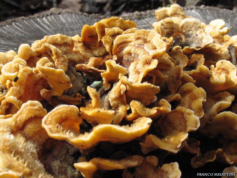 Ritrovamenti di fine Dicembre 2008  parte 1a